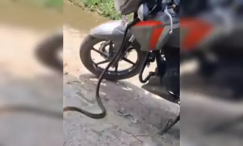 बाइक में घुसा सांप, अचानक बाहर निकलने से युवक के उड़े होश बाइक में घुसा सांप, अचानक बाहर निकलने से युवक के उड़े होश