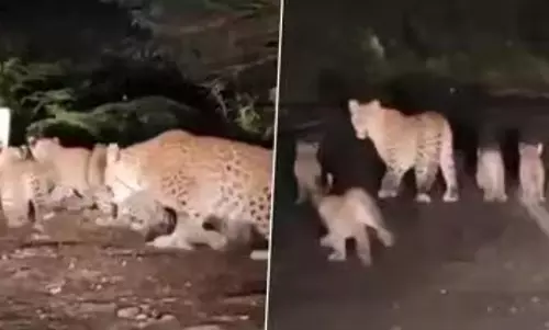 बच्चों के साथ घूमती दिखी मादा तेंदुआ, देखें वायरल VIDEO