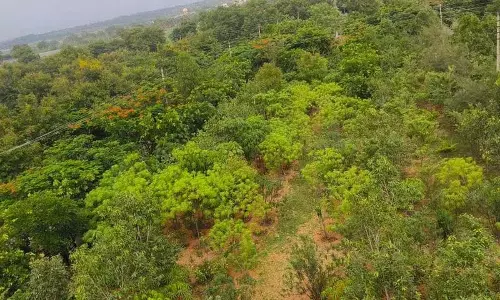 केसीआर के प्रयासों से ग्रामीण प्राकृतिक वन हरियाली का आश्रय बन गए