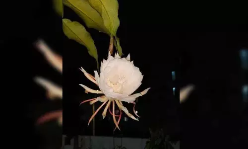 Shadnagar में खिल रहा ब्रह्म कमलम