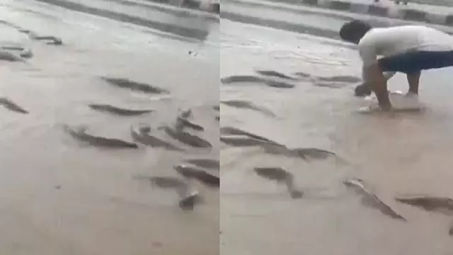 Rajasthan: भारी बारिश, सड़कों पर तैर रही मछलियाँ Rajasthan: भारी बारिश, सड़कों पर तैर रही मछलियाँ