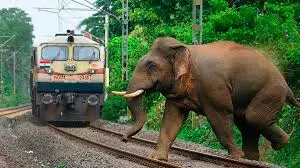 Kerala : दक्षिणी रेलवे जुलाई के अंत तक हाथी पहचान प्रणाली चालू करेगा Kerala : दक्षिणी रेलवे जुलाई के अंत तक हाथी पहचान प्रणाली चालू करेगा