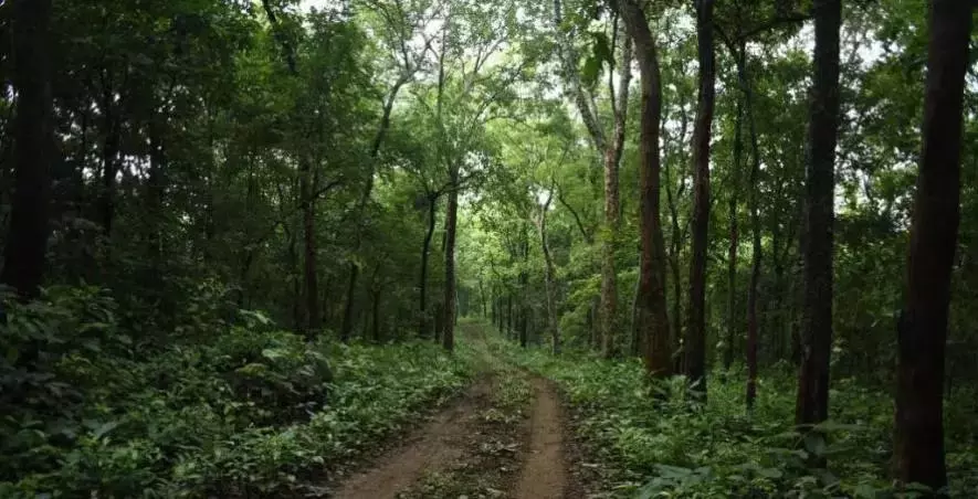Babjipet के पास वन कर्मचारियों और पोडू किसानों में झड़प Babjipet के पास वन कर्मचारियों और पोडू किसानों में झड़प