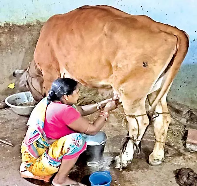 Odisha : डेयरी किसानों के लिए अच्छी खबर Odisha : डेयरी किसानों के लिए अच्छी खबर
