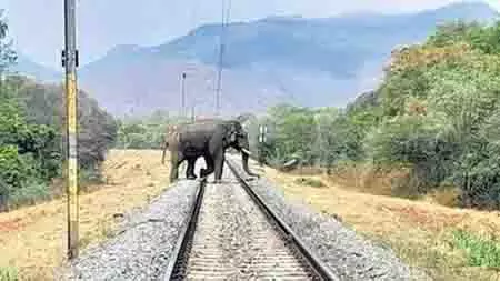 Chennai: हाथियों की सुरक्षा, दक्षिणी रेलवे जुलाई के अंत तक हाथी पहचान प्रणाली चालू कर देगा Chennai: हाथियों की सुरक्षा, दक्षिणी रेलवे जुलाई के अंत तक हाथी पहचान प्रणाली चालू कर देगा