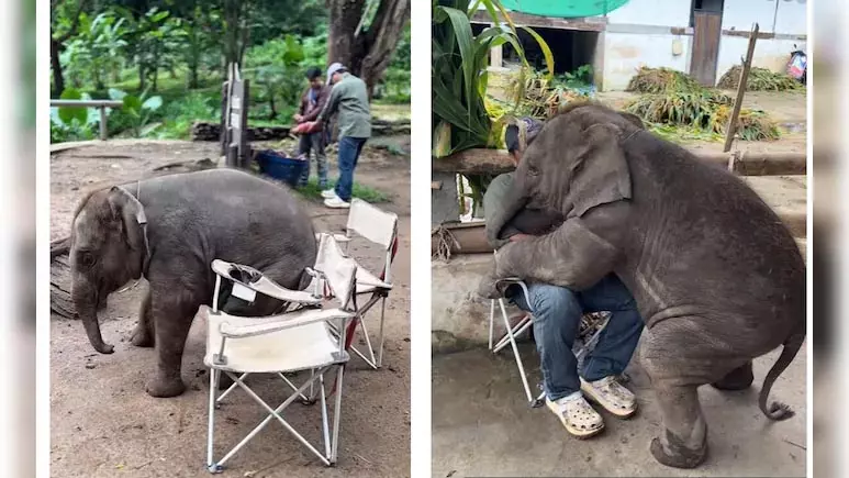 मस्ती करते दिखा नन्हे हाथी, जमकर वायरल हुआ VIDEO मस्ती करते दिखा नन्हे हाथी, जमकर वायरल हुआ VIDEO