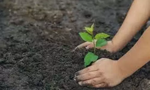 शहरी निकाय मंत्री ने फरीदाबाद में लगाया पहला पौधा