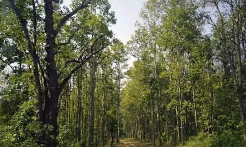 India के वनों की कार्बन डाइऑक्साइड अवशोषित करने की क्षीण होती क्षमता पर संपादकीय India के वनों की कार्बन डाइऑक्साइड अवशोषित करने की क्षीण होती क्षमता पर संपादकीय
