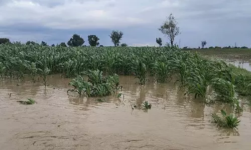 तूफानी बारिश: खेत में पानी भरा हुआ