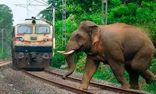 Kerala :  दक्षिणी रेलवे जुलाई के अंत तक हाथी पहचान प्रणाली चालू करेगा