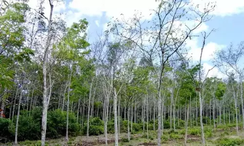 रबर बागानों में व्यापक पैमाने पर पत्तियों का झड़ना; किसानों को भारी नुकसान रबर बागानों में व्यापक पैमाने पर पत्तियों का झड़ना; किसानों को भारी नुकसान