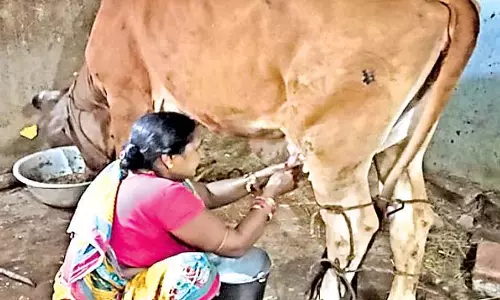 Odisha : डेयरी किसानों के लिए अच्छी खबर