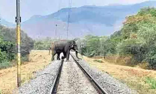 Chennai: हाथियों की सुरक्षा, दक्षिणी रेलवे जुलाई के अंत तक हाथी पहचान प्रणाली चालू कर देगा