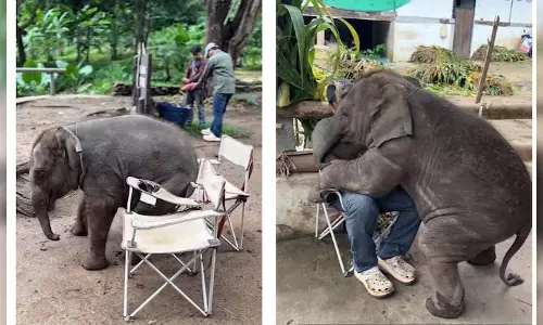 मस्ती करते दिखा नन्हे हाथी, जमकर वायरल हुआ VIDEO मस्ती करते दिखा नन्हे हाथी, जमकर वायरल हुआ VIDEO
