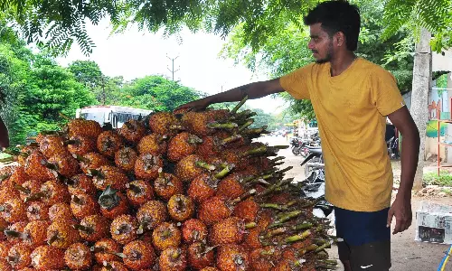 Andhra: अनानास की सफल फसल के बावजूद किसानों को बाज़ार की समस्याओं का सामना करना पड़ा Andhra: अनानास की सफल फसल के बावजूद किसानों को बाज़ार की समस्याओं का सामना करना पड़ा