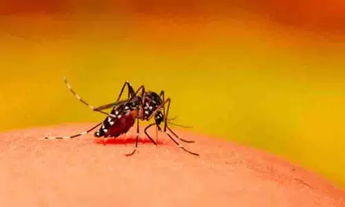 Adilabad में डेंगू के मामले बढ़े, आदिवासी और शहरी इलाके बुरी तरह प्रभावित