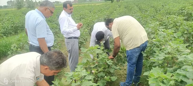 Hisar : केंद्रीय टीम ने गुलाबी बॉलवर्म प्रभावित कपास के खेतों का निरीक्षण किया Hisar : केंद्रीय टीम ने गुलाबी बॉलवर्म प्रभावित कपास के खेतों का निरीक्षण किया