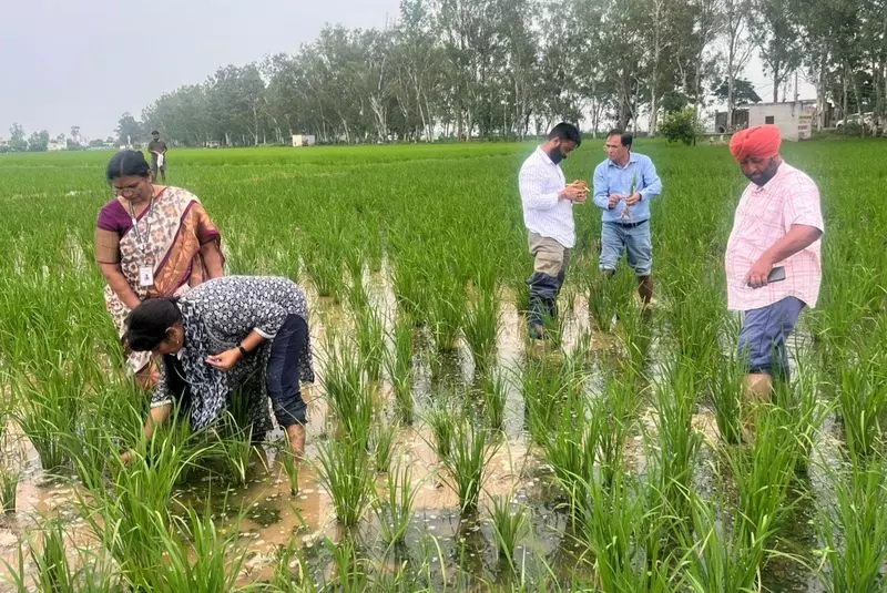 अंबाला के गांवों में 400 एकड़ धान की फसल को बौना वायरस ने नुकसान पहुंचाया अंबाला के गांवों में 400 एकड़ धान की फसल को बौना वायरस ने नुकसान पहुंचाया