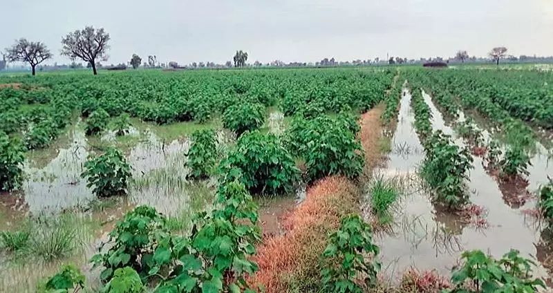 सिरसा में 2 हजार एकड़ में बाढ़, कपास की फसल बर्बाद, किसानों ने की विशेष गिरदावरी की मांग सिरसा में 2 हजार एकड़ में बाढ़, कपास की फसल बर्बाद, किसानों ने की विशेष गिरदावरी की मांग