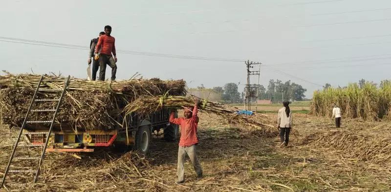 गन्ना किसान चीनी मिलों से भुगतान में देरी के समाधान के लिए सरकार की ओर देख रहे गन्ना किसान चीनी मिलों से भुगतान में देरी के समाधान के लिए सरकार की ओर देख रहे