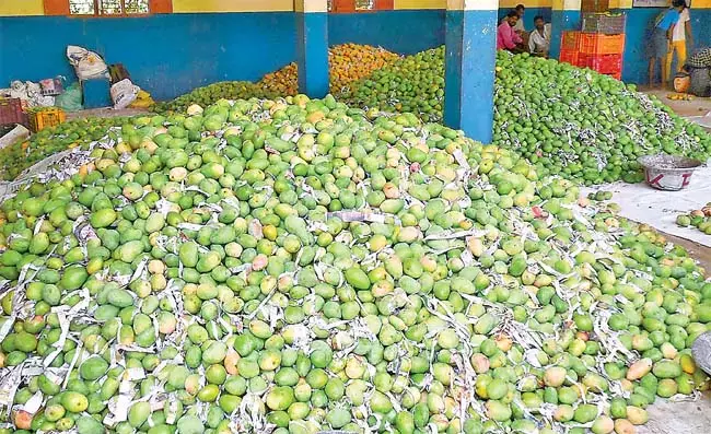 Andhra : तोतापुरी आम किसानों के लिए राहत Andhra : तोतापुरी आम किसानों के लिए राहत