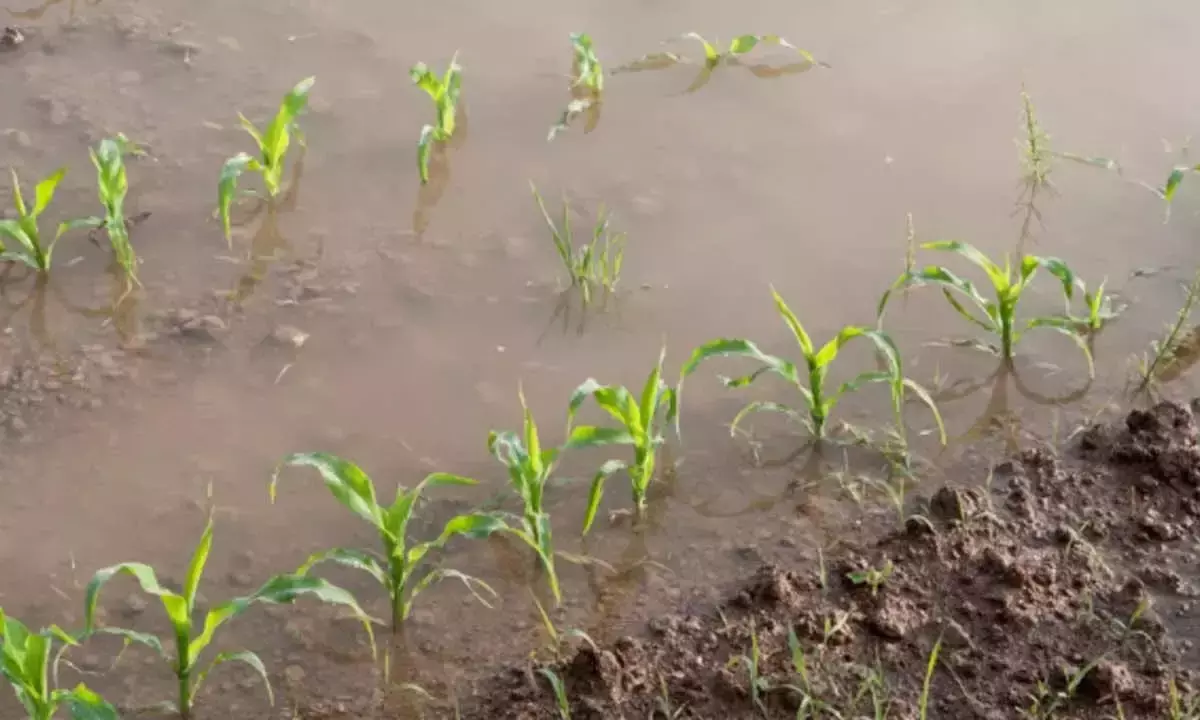 Andhra: लगातार बारिश से सभी फसलों को फायदा होगा Andhra: लगातार बारिश से सभी फसलों को फायदा होगा