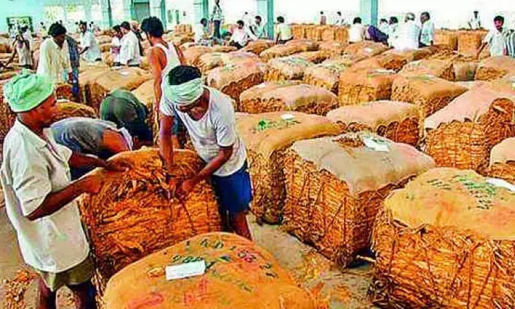 तंबाकू की खरीद रुकने से Nandyal के किसानों को नुकसान हुआ तंबाकू की खरीद रुकने से Nandyal के किसानों को नुकसान हुआ