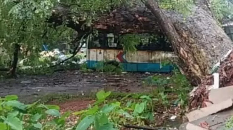 मडगांव KTC डिपो में कबाड़ बसों पर विशाल पेड़ गिरा, चार बसें क्षतिग्रस्त मडगांव KTC डिपो में कबाड़ बसों पर विशाल पेड़ गिरा, चार बसें क्षतिग्रस्त