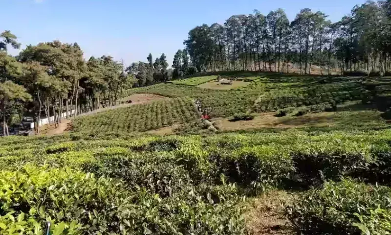 Meghalaya: हितधारकों और दबाव समूहों ने मावपत संरक्षित वन में भूमि आवंटन का विरोध किया Meghalaya: हितधारकों और दबाव समूहों ने मावपत संरक्षित वन में भूमि आवंटन का विरोध किया