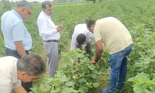 Hisar : केंद्रीय टीम ने गुलाबी बॉलवर्म प्रभावित कपास के खेतों का निरीक्षण किया Hisar : केंद्रीय टीम ने गुलाबी बॉलवर्म प्रभावित कपास के खेतों का निरीक्षण किया