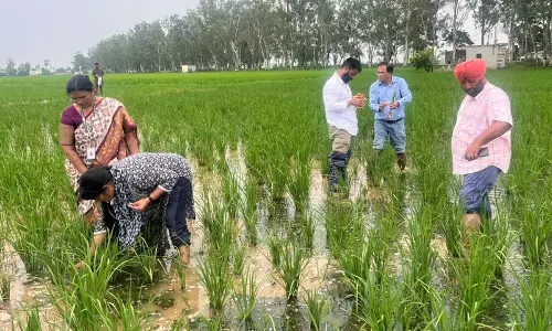 अंबाला के गांवों में 400 एकड़ धान की फसल को बौना वायरस ने नुकसान पहुंचाया