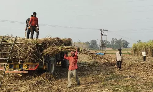 गन्ना किसान चीनी मिलों से भुगतान में देरी के समाधान के लिए सरकार की ओर देख रहे