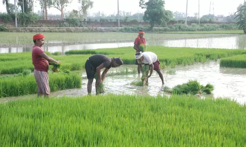 मजदूरों की कमी से धान की रोपाई प्रभावित, केवल 80% लक्ष्य ही हासिल