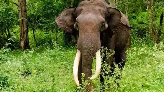Palakkad में जंगली हाथी ने युवक को कुचलकर मार डाला