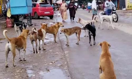 रबाकवि बनहट्टी: कुत्तों, मवेशियों और गधों के आतंक से लोग परेशान हैं