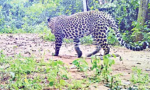 Andhra ; ब्राह्मणपल्ली टांडा में घूम रहा तेंदुआ