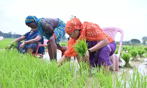 खेत पहुंची मंत्री लक्ष्मी राजवाड़े ने रोपा लगाई