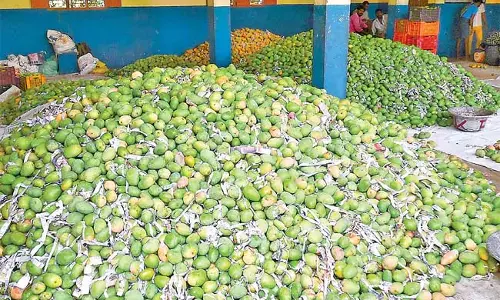 Andhra : तोतापुरी आम किसानों के लिए राहत Andhra : तोतापुरी आम किसानों के लिए राहत