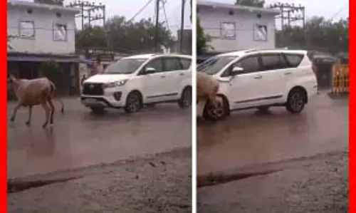 CM के काफिले से टकराई गाय, LIVE वीडियो... CM के काफिले से टकराई गाय, LIVE वीडियो...