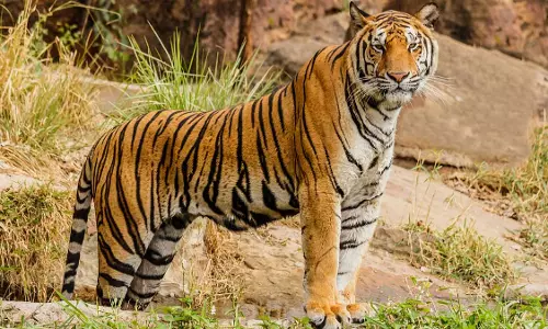 MP : कान्हा रिजर्व में उफनती नदी से नर बाघ का शव बरामद MP : कान्हा रिजर्व में उफनती नदी से नर बाघ का शव बरामद