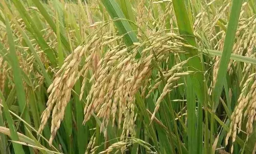 खरीफ सीजन के लिए 66 हजार टन खाद का भंडारण, अब तक 76% वितरण