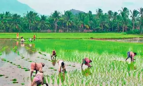 Telangana: मानसून के फिर से सक्रिय होने के साथ खरीफ की बुवाई में तेजी