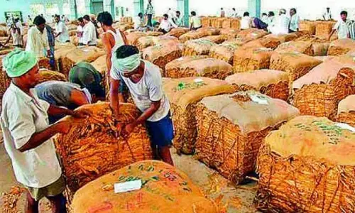 तंबाकू की खरीद रुकने से Nandyal के किसानों को नुकसान हुआ तंबाकू की खरीद रुकने से Nandyal के किसानों को नुकसान हुआ