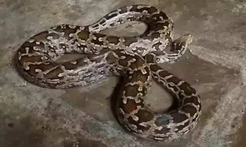 एक अजगर गहरी नींद में सो रहे एक युवक के बिस्तर पर रेंगता हुआ घुस गया एक अजगर गहरी नींद में सो रहे एक युवक के बिस्तर पर रेंगता हुआ घुस गया