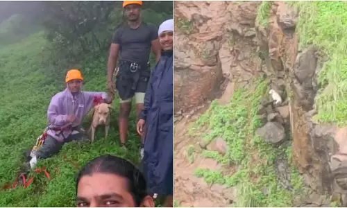 सह्याद्री मित्र टीम ने माथेरान घाटी से आवारा कुत्ते को सुरक्षित निकाला