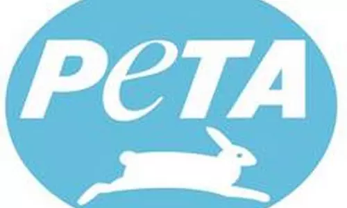 पिटबुल हमले के बाद PETA इंडिया ने आक्रामक विदेशी कुत्तों पर प्रतिबंध की मांग की पिटबुल हमले के बाद PETA इंडिया ने आक्रामक विदेशी कुत्तों पर प्रतिबंध की मांग की