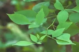Health: रोजाना खाली पेट करें बेलपत्र का सेवन, डायबिटीज से लेकर पाचन तक मिलेंगे कई फायदे Health: रोजाना खाली पेट करें बेलपत्र का सेवन, डायबिटीज से लेकर पाचन तक मिलेंगे कई फायदे
