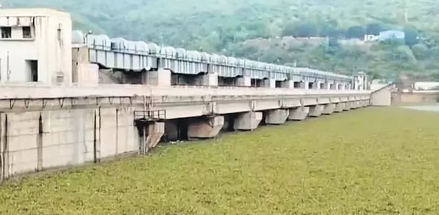 Srisailam जलाशय में व्यापक जलकुंभी से पारिस्थितिकीय चिंता बढ़ी Srisailam जलाशय में व्यापक जलकुंभी से पारिस्थितिकीय चिंता बढ़ी