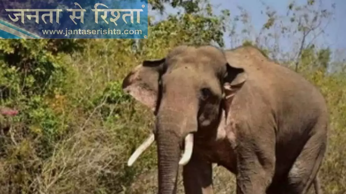 मानव-पशु संघर्ष: बिजली बाड़ के कार्यान्वयन में देरी से तमिलनाडु के किसान चिंतित मानव-पशु संघर्ष: बिजली बाड़ के कार्यान्वयन में देरी से तमिलनाडु के किसान चिंतित