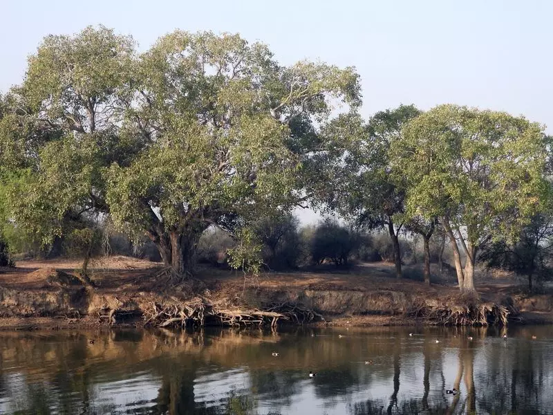 Haryana : व्याख्या करोड़ों खर्च, लेकिन हरियाणा में वन क्षेत्र में मामूली वृद्धि Haryana : व्याख्या करोड़ों खर्च, लेकिन हरियाणा में वन क्षेत्र में मामूली वृद्धि